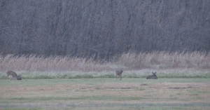 Deer feeding in grass field